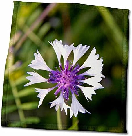3dRose Peygamber Çiçeği, Bekar Düğmeleri olarak da bilinir. Şifalı bitki olarak kullanılır. - Havlular (twl-231606-3)