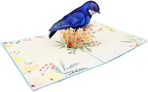 POP CARD EXPRESS Blue Jay Bird Pop Up Birthday Card-Oğul, kız, eş, arkadaşlar, Doğa, Vahşi Hayvan, Kuş severler için Mutlu